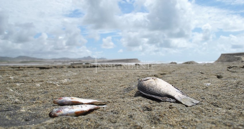 Apertura de la barra arenosa del estero provocó una mortandad de peces