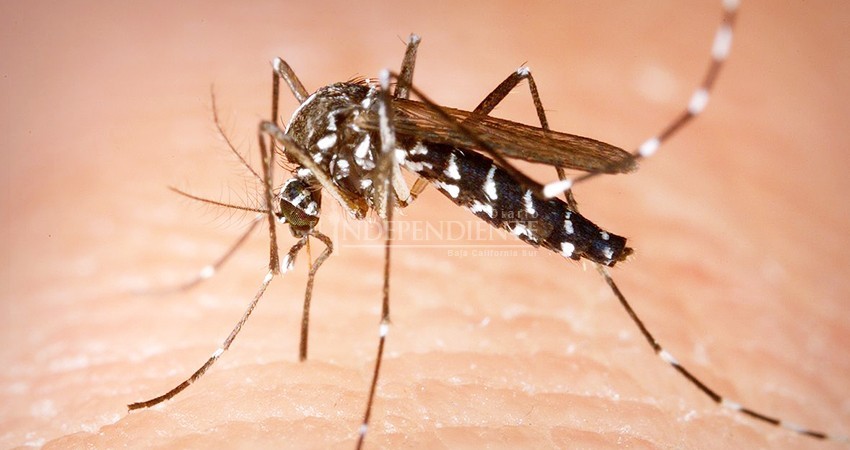 Advierte SSA sobre la reproducción del mosco del dengue en los siguientes días Advierte SSA sobre la reproducción del mosco del dengue en los siguientes días