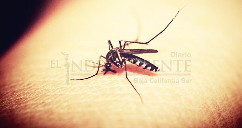 Registra BCS reducción del 50% en casos de dengue este año