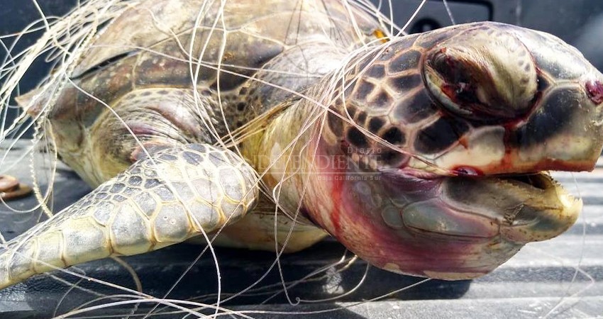 Aunque sigue, la captura de tortugas y sustracción de huevos para consumo ha disminuido Aunque sigue, la captura de tortugas y sustracción de huevos para consumo ha disminuido