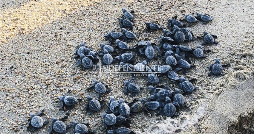 Denuncian corrupción en el Programa de Protección y Conservación de la Tortuga Marina