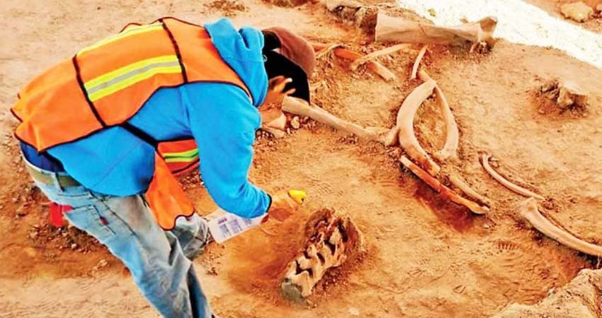 Aumentan hallazgos en Santa Lucía; rescatan más de 40 mil huesos de mamut, camello y caballo Aumentan hallazgos en Santa Lucía; rescatan más de 40 mil huesos de mamut, camello y caballo