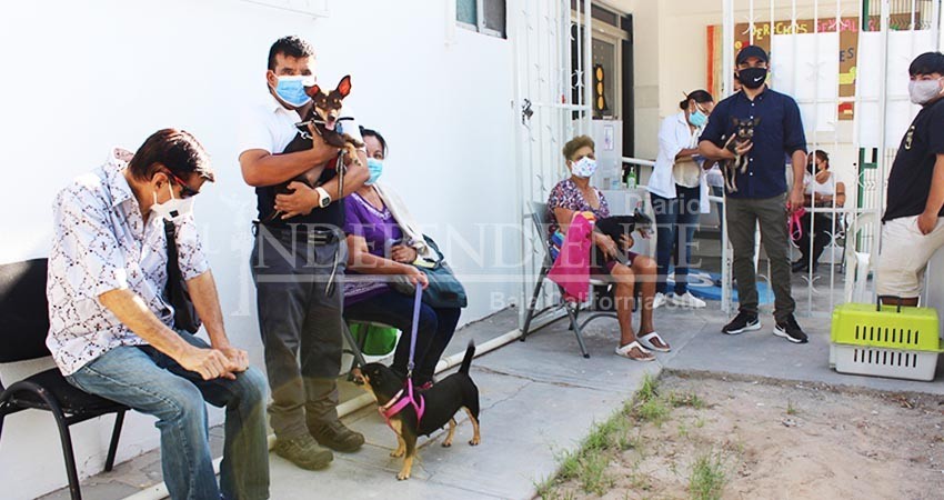 Realizan jornada de esterilización canina y felina en La Paz