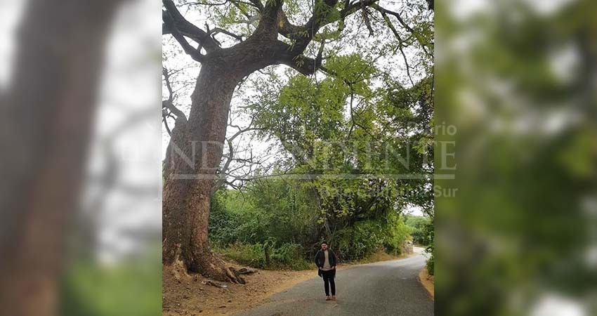 Los vientos de Olaf derribaron el árbol de fuego en Caduaño Los vientos de Olaf derribaron el árbol de fuego en Caduaño