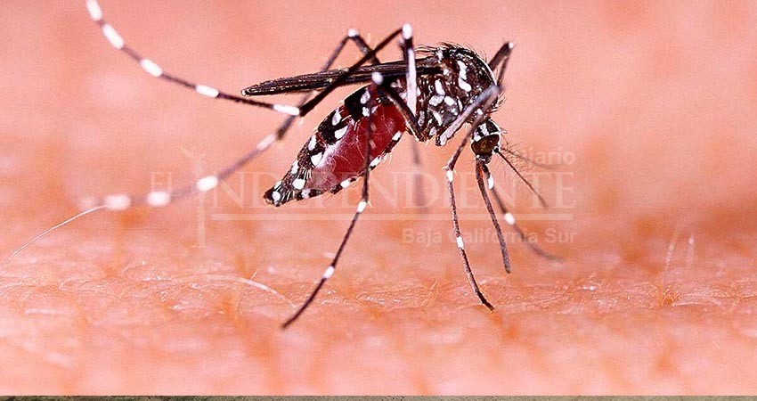 BCS se mantiene con bajo índice en casos confirmados de dengue BCS se mantiene con bajo índice en casos confirmados de dengue