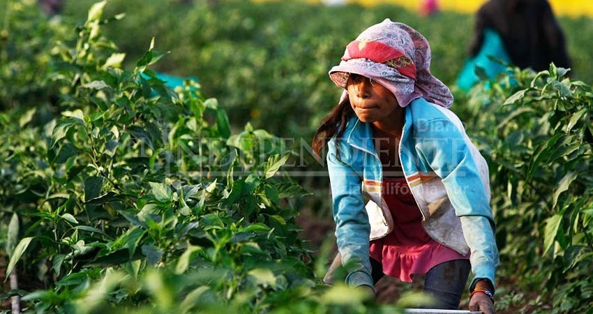 EUA lanza convocatoria con 5 mdd para eliminar el trabajo infantil agrícola en BCS