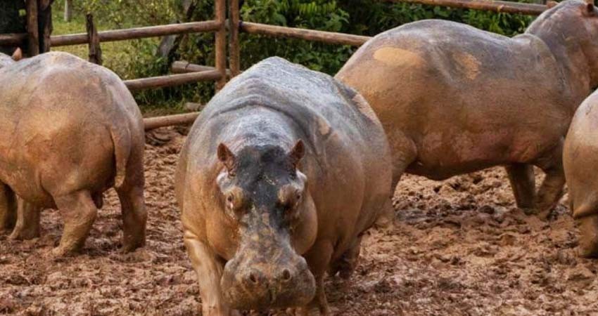 Del legado insólito de Pablo Escobar: esterilizan a 24 hipopótamos