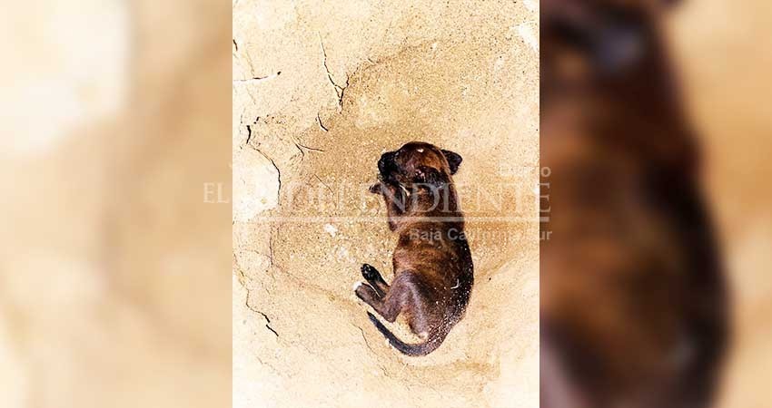 Denuncian a Asociación Human Society de rescate por “dormir” a un cachorro Denuncian a Asociación Human Society de rescate por “dormir” a un cachorro