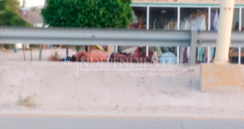 Muere hombre  tras ser atacado por enjambre abejas en Chametla Muere hombre  tras ser atacado por enjambre abejas en Chametla