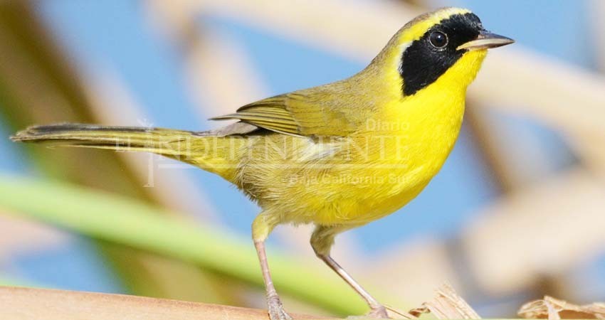 Mascarita endémica en peligro de extinción debido al deterioro del Estero Josefino