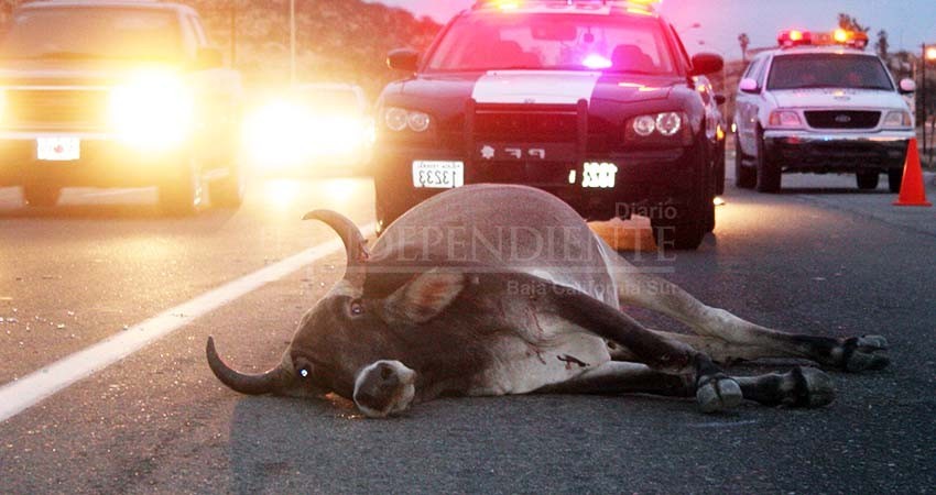 Que dejen de culpar a los rancheros por accidentes carreteros con animales, piden ganaderos Que dejen de culpar a los rancheros por accidentes carreteros con animales, piden ganaderos