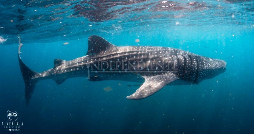 Implementan tecnología para proteger al tiburón ballena durante temporada de avistamiento