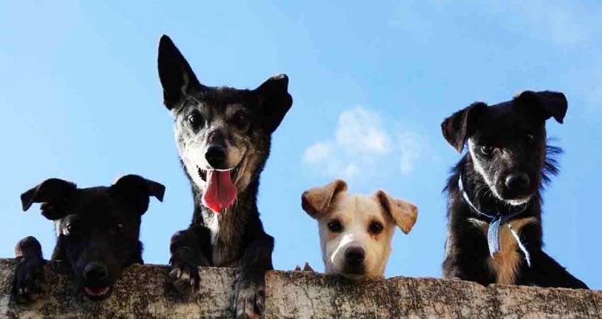 Francia prohíbe venta de perros y gatos en tiendas de animales a partir de 2024