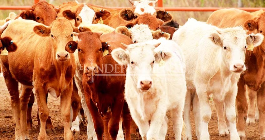 Pese a sequía, BCS cuenta con hato ganadero superior a las 350 mil cabezas