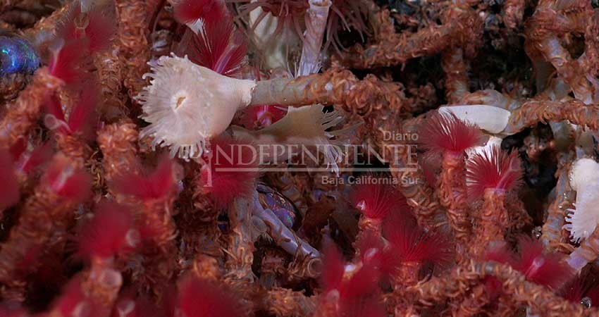 Descubren fuente hidrotermal con seis nuevas especies a 100 km de La Paz