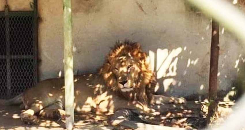 León en cautiverio mata a cuidador y escapa; lo sacrifican a balazos