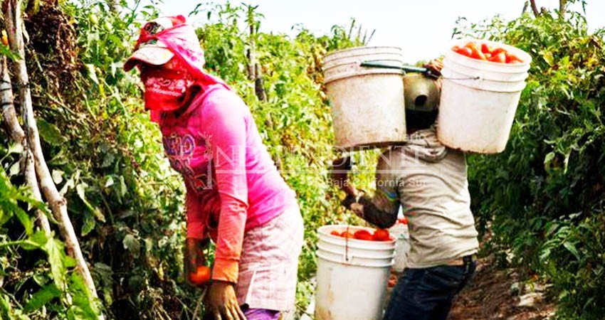 Denuncian trato inhumano a jornaleros en El Vizcaíno; piden apoyo de la autoridad  Denuncian trato inhumano a jornaleros en El Vizcaíno; piden apoyo de la autoridad