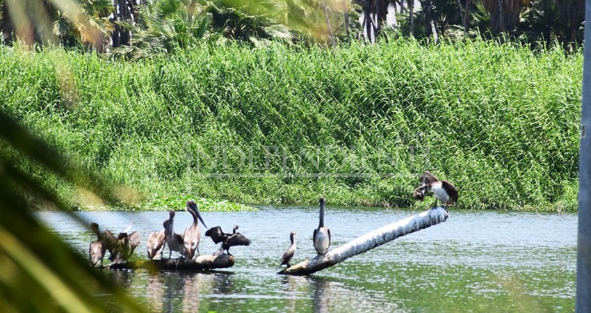 Para recuperar Estero de San José se pedirá 300 mdp de recurso federal