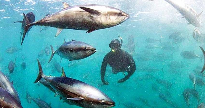 Nado con totoabas, alternativa ecoturística