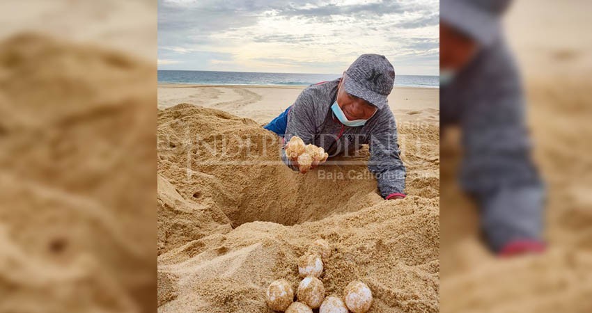 Protegen nido de tortuga laúd, en peligro de extinción, con 58 huevos Protegen nido de tortuga laúd, en peligro de extinción, con 58 huevos