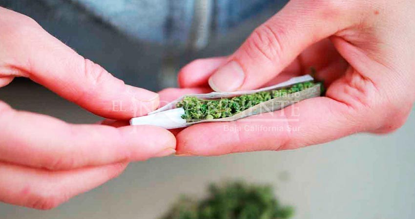 Particulares en BCS han pedido permiso para uso de marihuana: COEPRIS Particulares en BCS han pedido permiso para uso de marihuana: COEPRIS