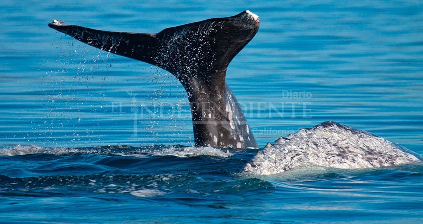 Inician actividades de avistamiento de ballena gris en Laguna Ojo de Liebre