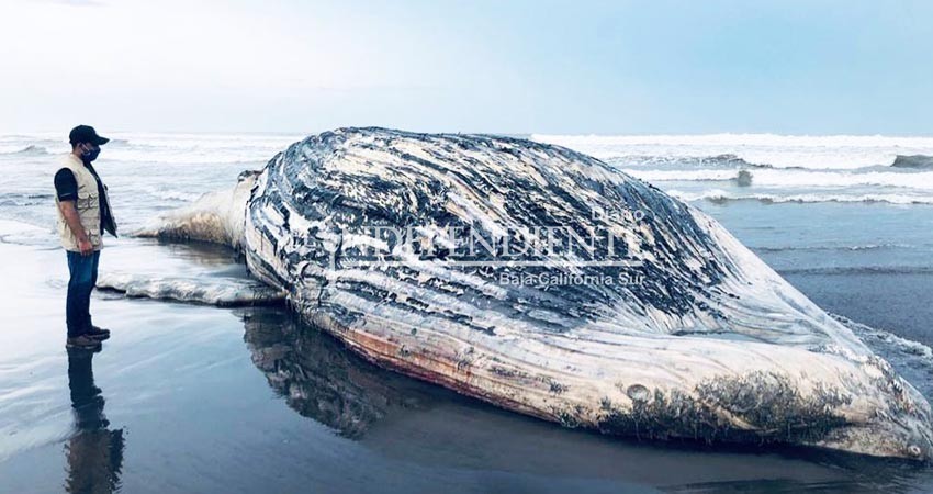 A nivel internacional calculan la muerte de más de 20 mil ballenas al año por choques con embarcaciones A nivel internacional calculan la muerte de más de 20 mil ballenas al año por choques con embarcaciones