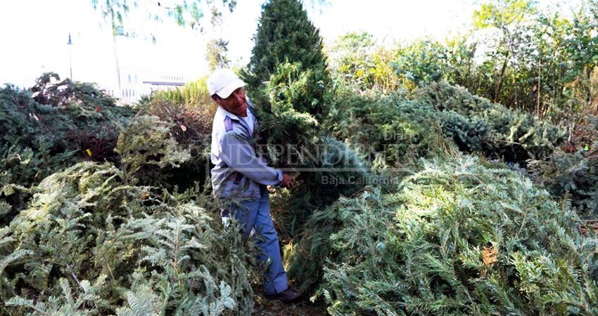 Abren centros de acopio de arbolitos de navidad en La Paz