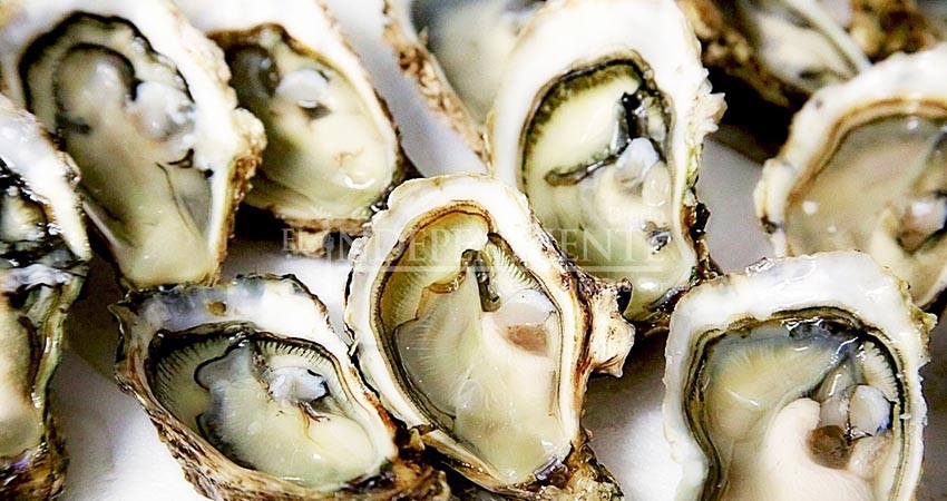 BCS tendrá 2 laboratorios para producir semilla de ostión