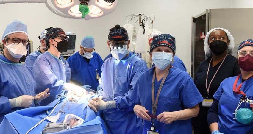 Trasplantan con éxito corazón de cerdo a hombre de 57 años en EU Trasplantan con éxito corazón de cerdo a hombre de 57 años en EU