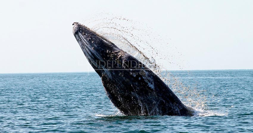 Llegan las primeras ballenas grises a las lagunas de Baja California Sur