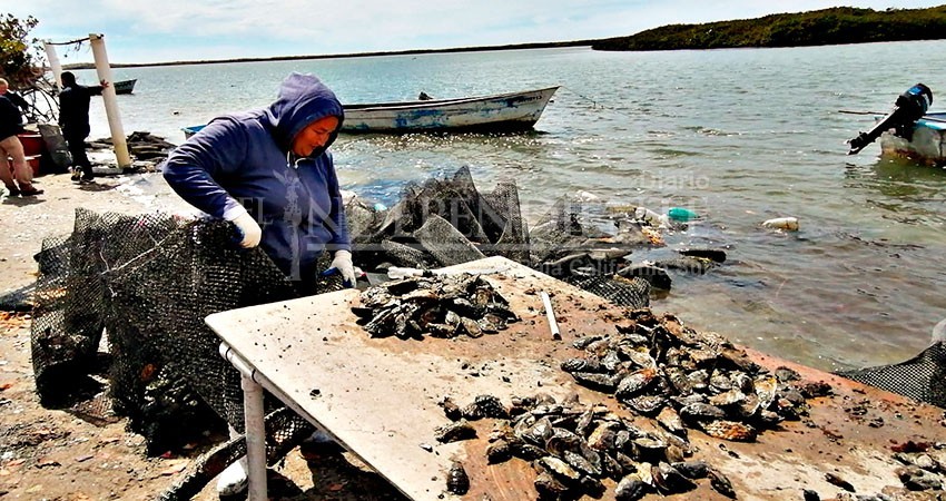 Ocupa BCS primer lugar nacional de producción acuícola de ostión