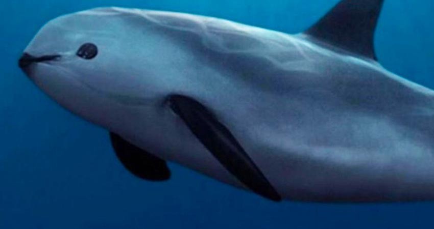 Estados Unidos  acusa a México de incumplir T-MEC por vaquita marina