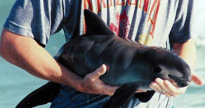 Acusa EU a México de incumplir T-MEC en el tema de la vaquita marina Acusa EU a México de incumplir T-MEC en el tema de la vaquita marina