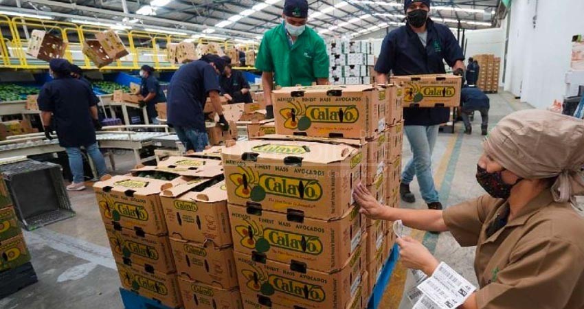 Suspensión de inspección de aguacates mexicanos permanecerá "el tiempo necesario": EU Suspensión de inspección de aguacates mexicanos permanecerá "el tiempo necesario": EU