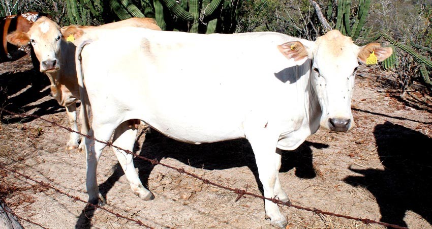 Reinstalarán el Consejo Peninsular de Sanidad e Inocuidad Agroalimentaria