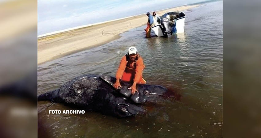 Ballenatos siameses nacidos en mares de Guerrero Negro lamentablemente murieron