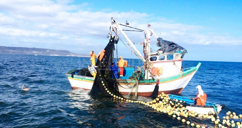 Ha disminuido la pesca ilegal en litorales de BCS, asegura Sepada Ha disminuido la pesca ilegal en litorales de BCS, asegura Sepada