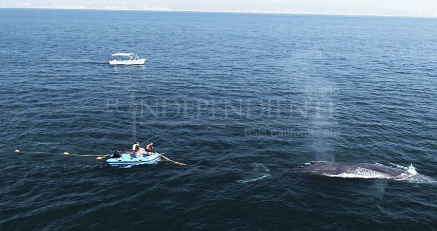 Trabaja RABEN en desenmalle de ballena en Los Cabos