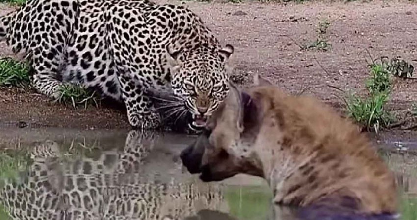 El brutal enfrentamiento entre leopardo y una hiena en Sudáfrica