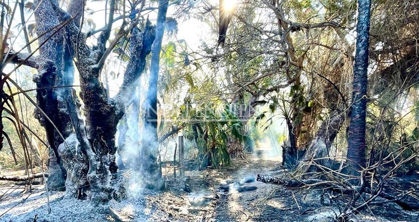 Podrían encenderse de nuevo los palmares de Santiago Podrían encenderse de nuevo los palmares de Santiago