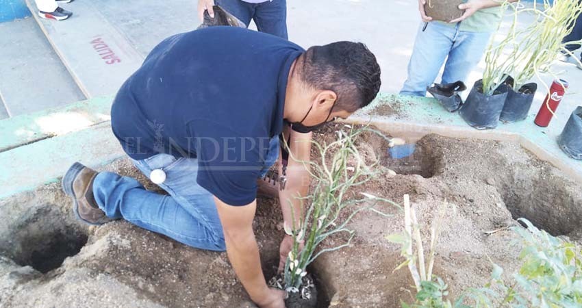 Continúa el plan forestal por parte de instituciones educativas de Los Cabos