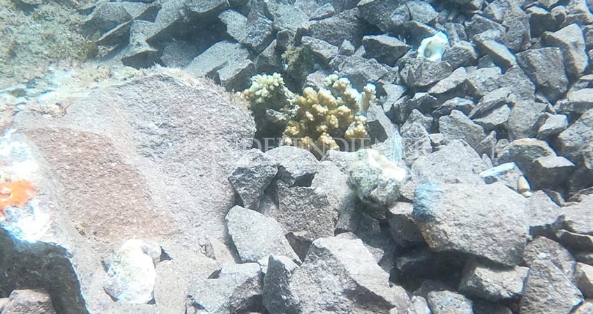 Cuantifica PROFEPA daño por Yate de Lujo en corales protegidos de Isla Danzante