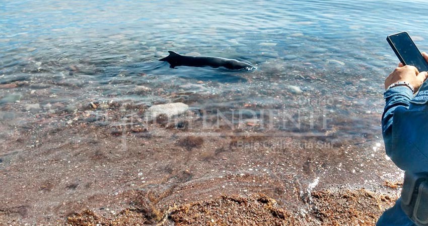 Evitan varamiento de cachalote hacia San Juan de la Costa