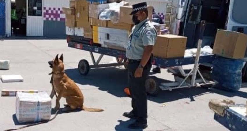 Guardia Nacional decomisa en La Paz paquete con narcóticos procedente de Sinaloa