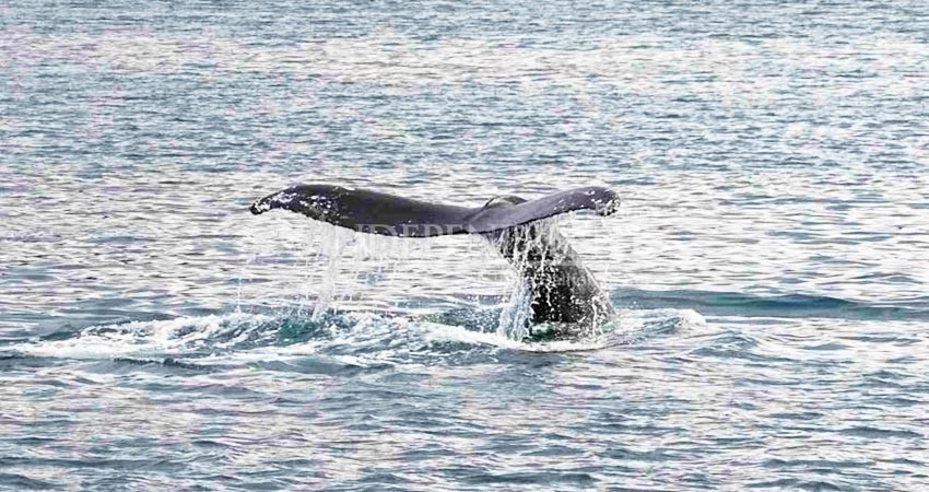 Investiga Profepa daño a la fauna luego de que panguero atropelló una ballena jorobada