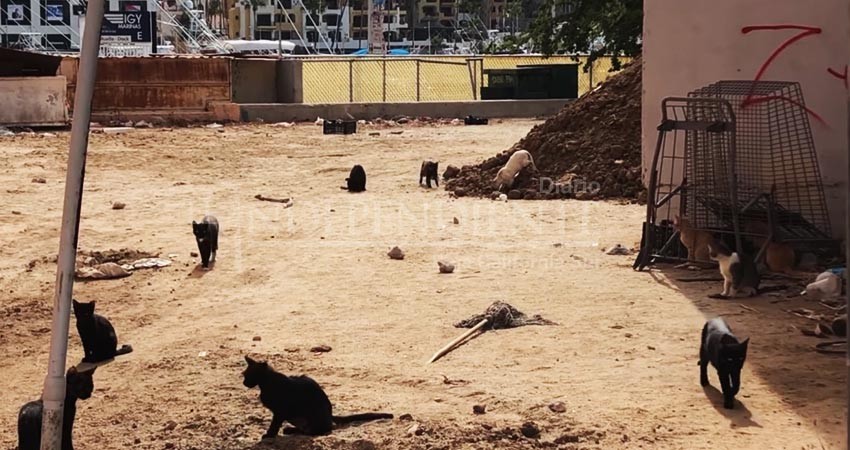 Decenas de gatos esperan ser rescatados en la Marina, hotel abandonado era su hogar
