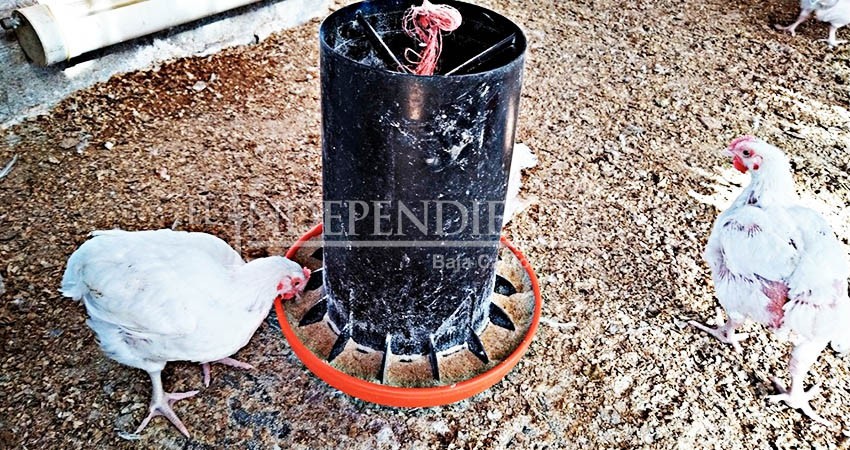 BCS toma medidas ante brote de gripe aviar BCS toma medidas ante brote de gripe aviar