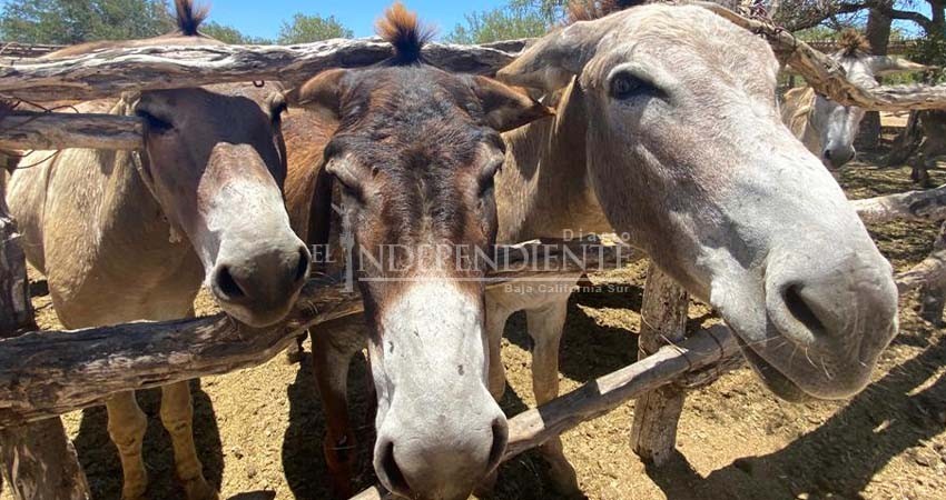 Busca Rancho Carisuva la conservación de animales en Los Cabos