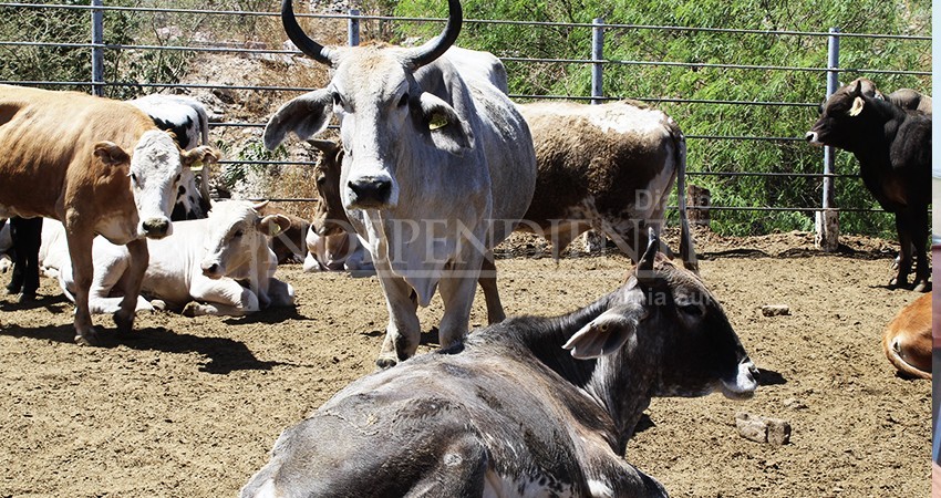 Invierte el gobierno de BCS en el programa para siembra de forraje en Mulegé